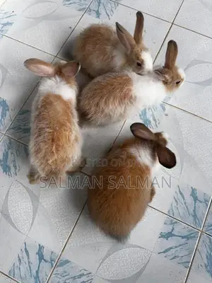 Angora Rabbit