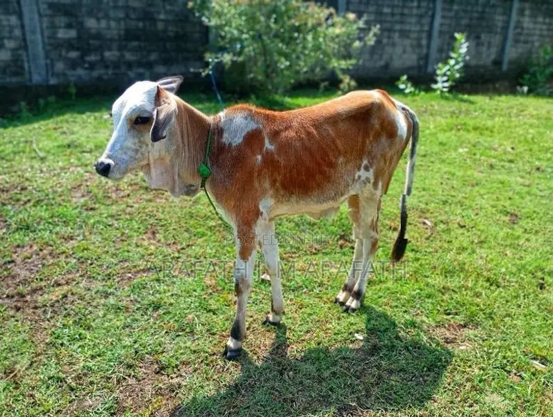 Farm Cows