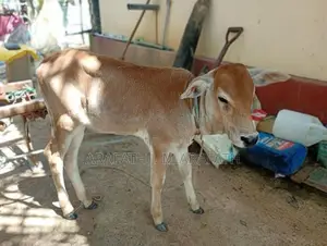 Farm Cows