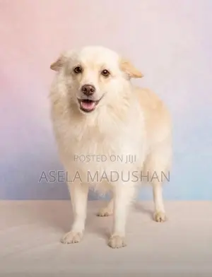 Lion pomeranian