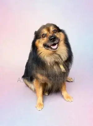 Lion pomeranian