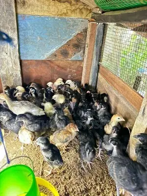 ගම් කුකුළන්