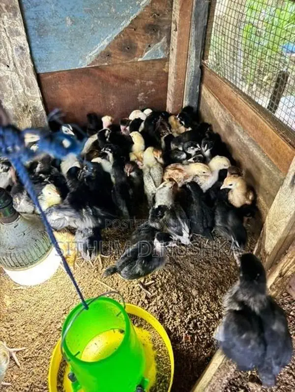ගම් කුකුළන්
