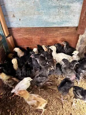ගම් කුකුළන්