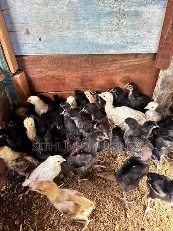ගම් කුකුළන්