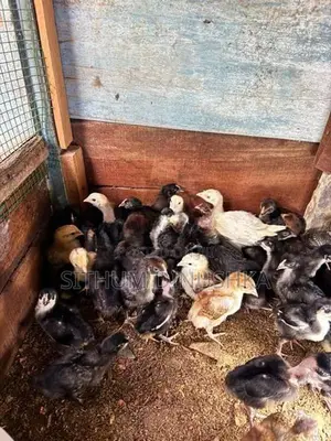 ගම් කුකුළන්
