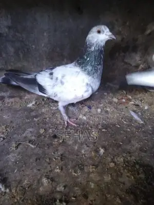 Pigeons