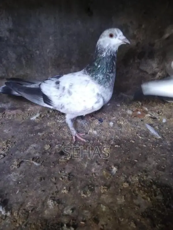 Pigeons