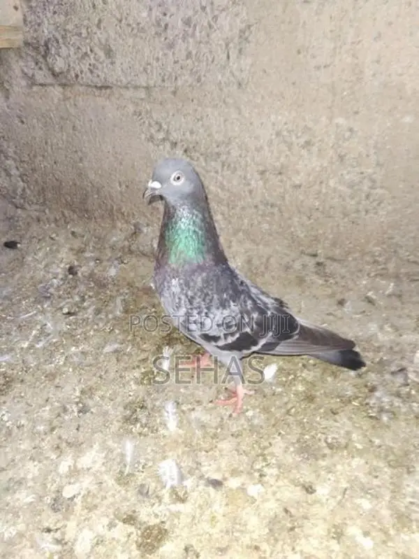 Pigeons