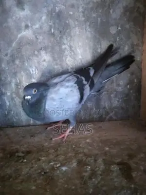 Pigeons