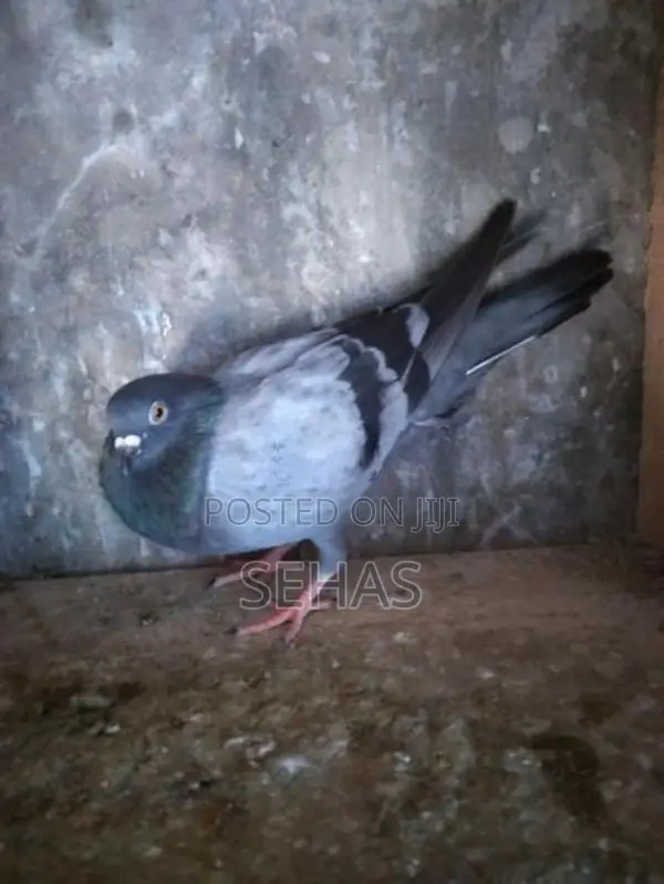 Pigeons