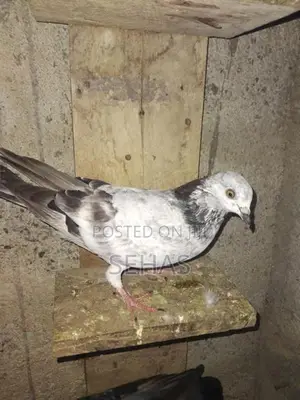 Pigeons
