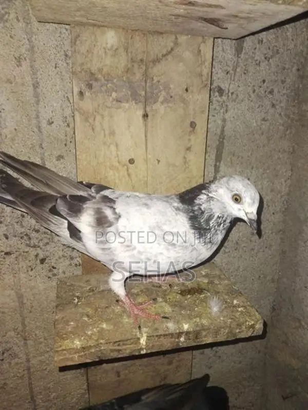 Pigeons