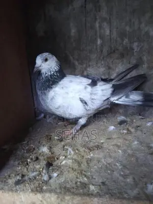 Pigeons