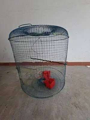 Birds Cage