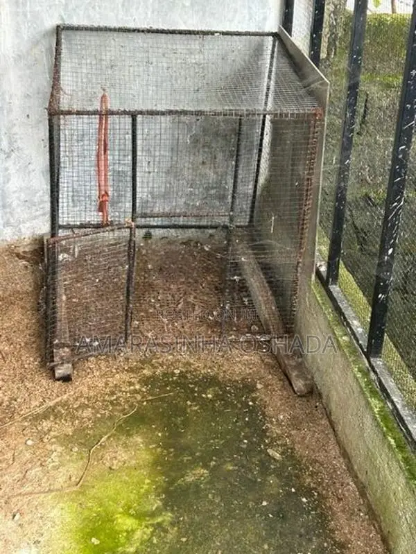 Bird Cage