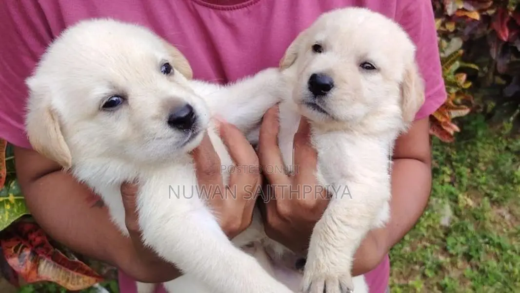 Labrador Puppies