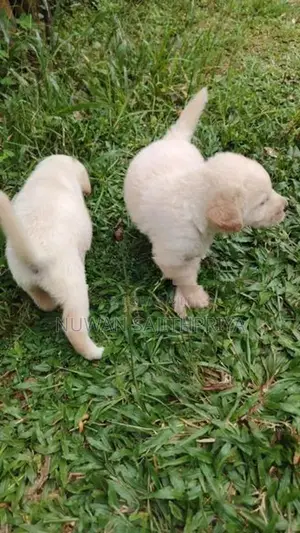 Labrador Puppies