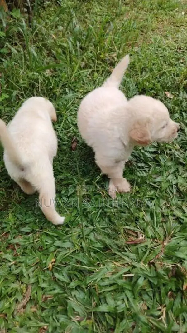 Labrador Puppies