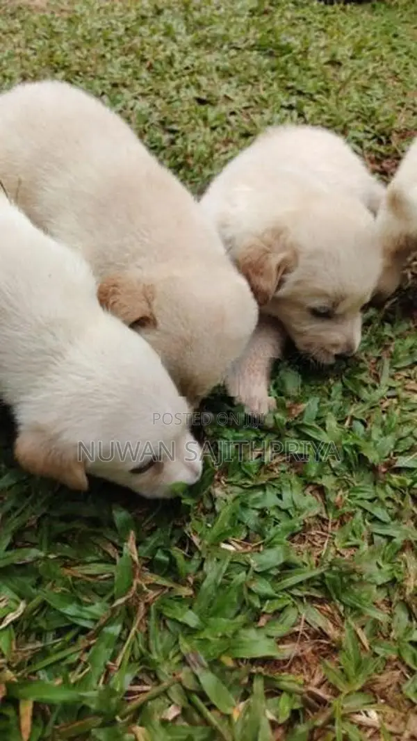 Labrador Puppies