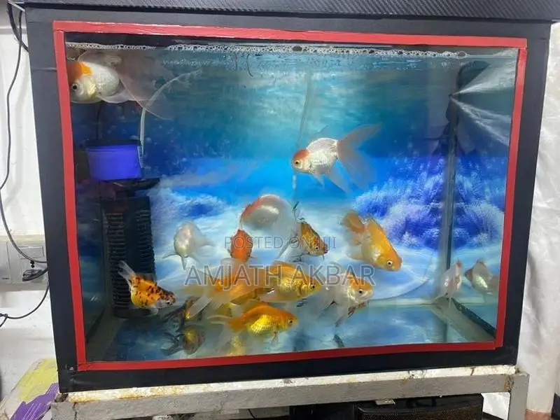 Fish Tank