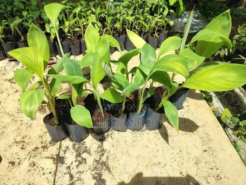 පටක රෝපණ කෙසෙල්