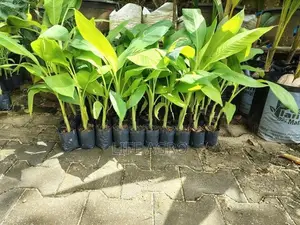 පටක රෝපණ කෙසෙල්