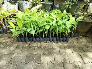 පටක රෝපණ කෙසෙල්