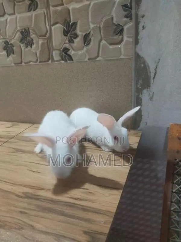 Angora With English Spot Rabbit Bunny