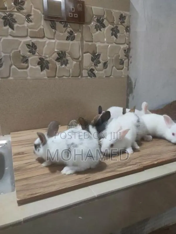Angora With English Spot Rabbit Bunny