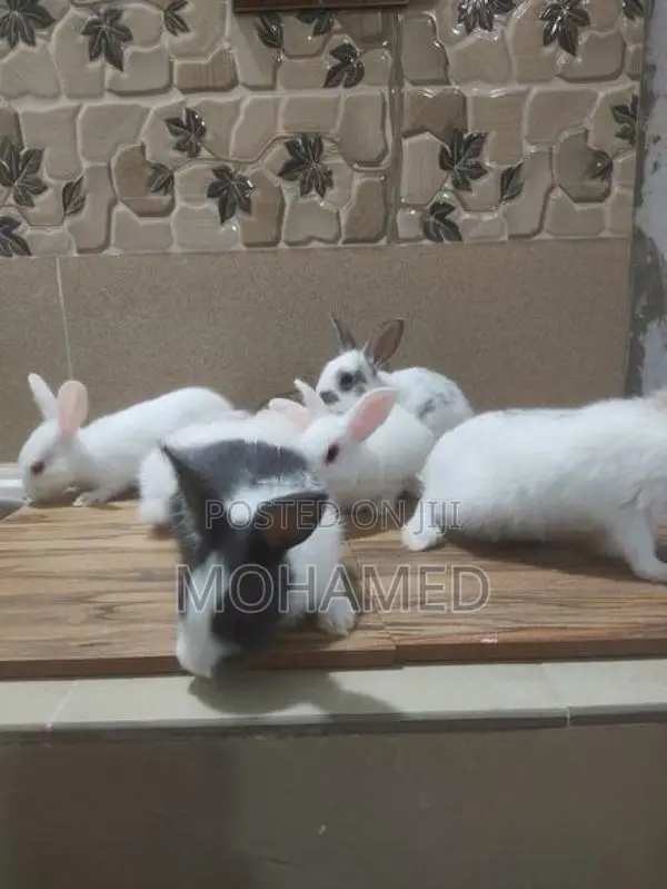 Angora With English Spot Rabbit Bunny