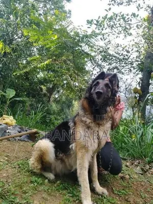 German Shepherd Puppy