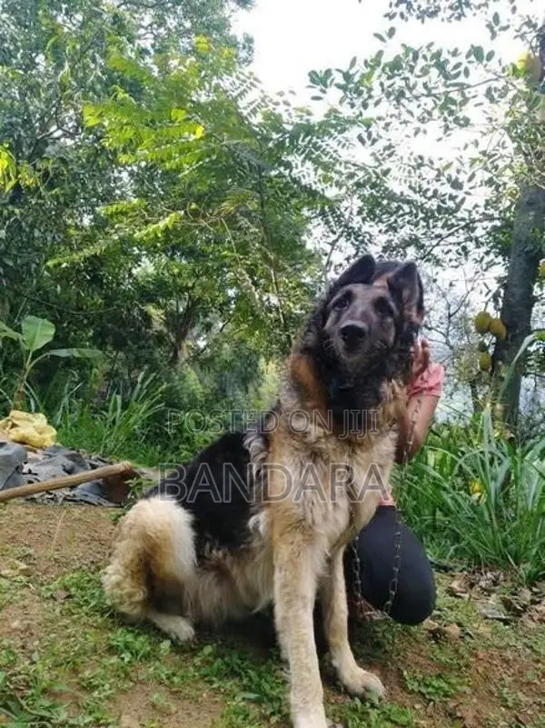 German Shepherd Puppy