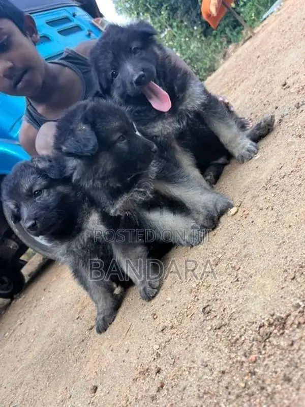 German Shepherd Puppy