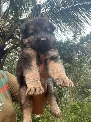 German Shepherd Puppy