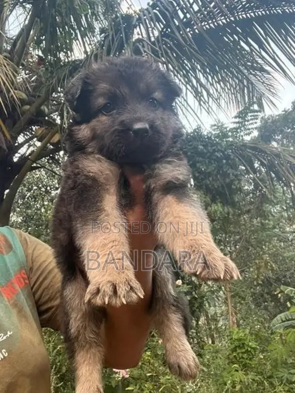 German Shepherd Puppy