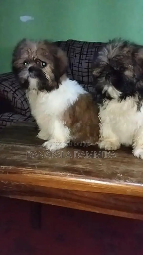Shih Tzu