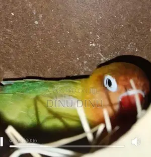 African Love Birds