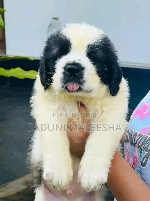 st.bernad Puppy