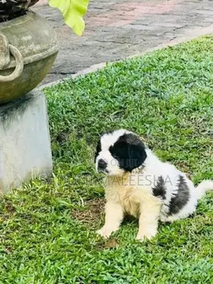 st.bernad Puppy