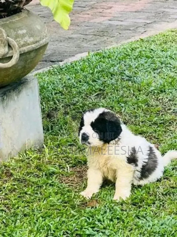 st.bernad Puppy