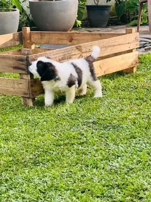 st.bernad Puppy