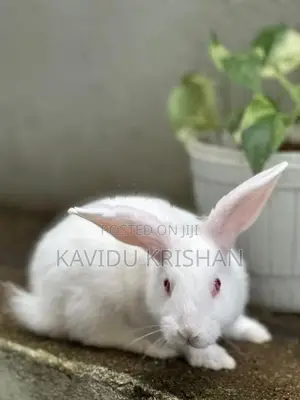 Rabbit