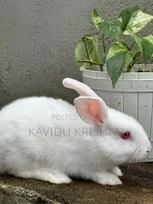 Rabbit