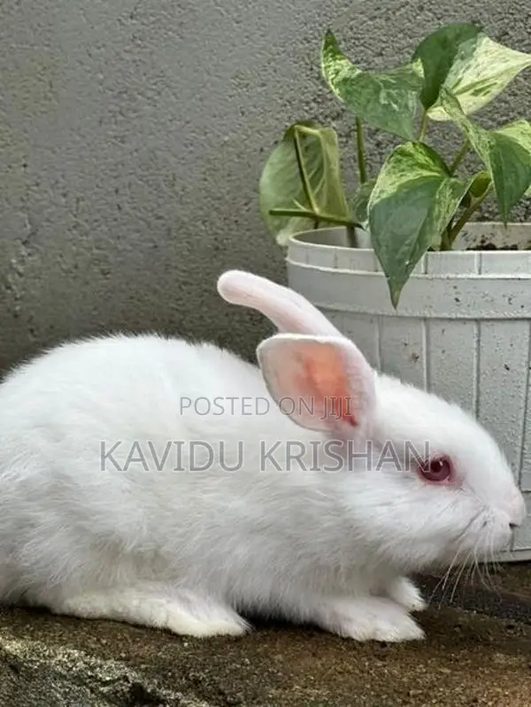 Rabbit