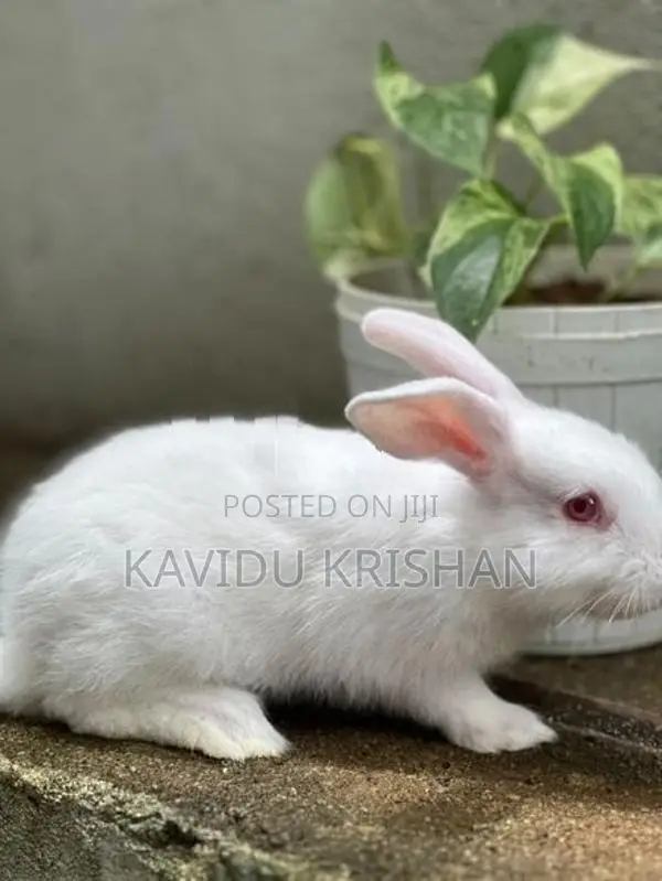 Rabbit