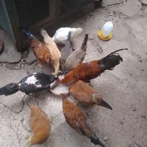 Country Hens