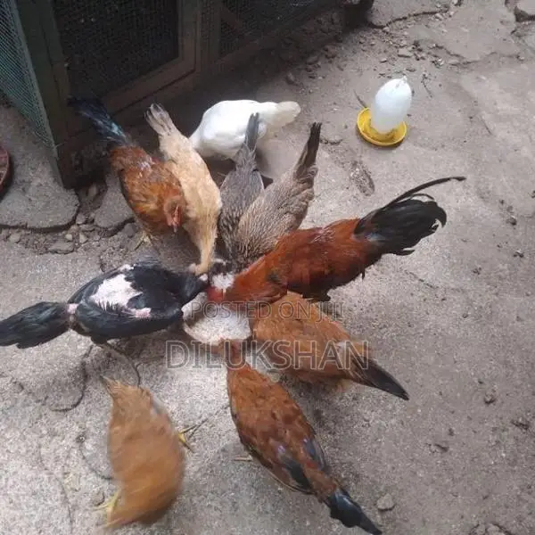 Country Hens