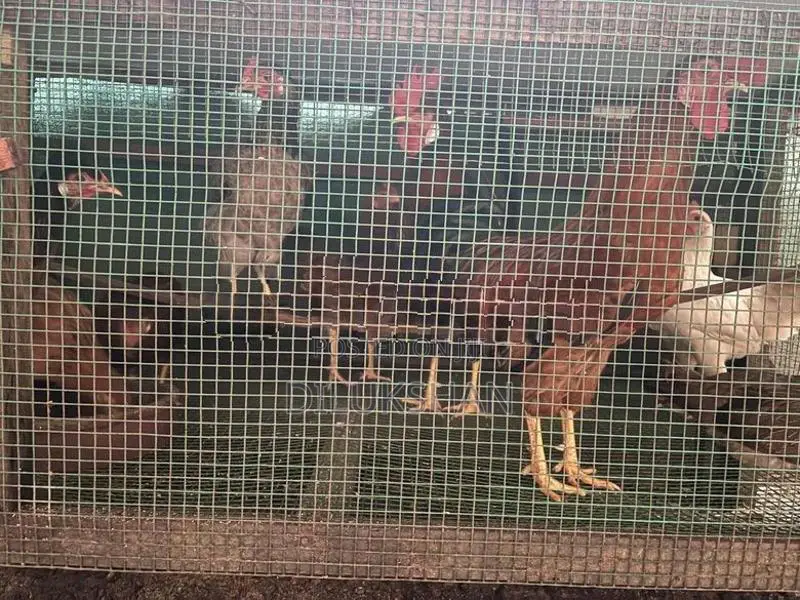 Country Hens