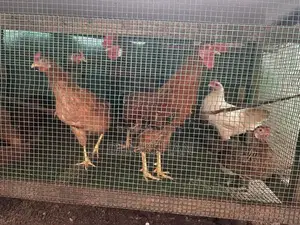 Country Hens